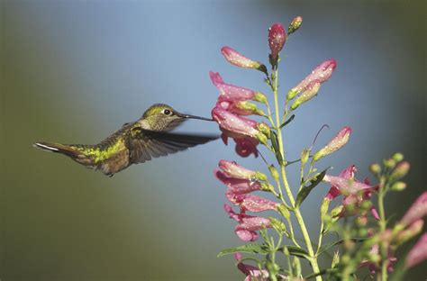 Broad Tailed Hummingbird Juvenile Photograph By Tim Fitzharris