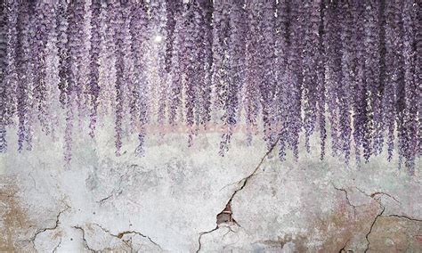 Fototapeta Wisteria Zwisaj Ce Pn Cza Kwiaty Fioletowo Liliowe