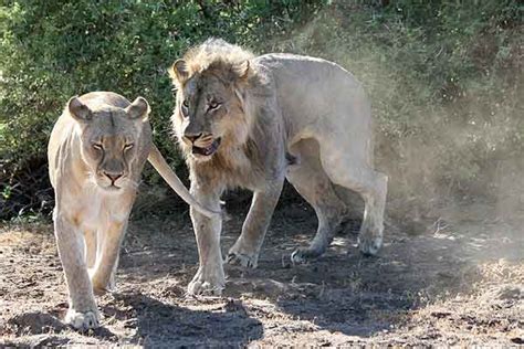 Lion male following lioness with intention to mate