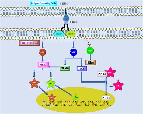 Frontiers Targeting Bb For Tumor Immunotherapy From Bench To Bedside