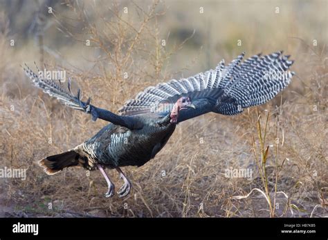 Wild Turkeys Flying