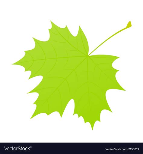 Green maple leaf Royalty Free Vector Image - VectorStock