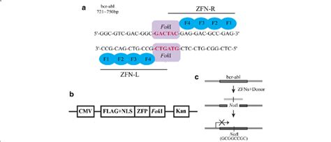 ZFNs Were Designed To Target Bcr Abl Gene And Induce Gene Modification