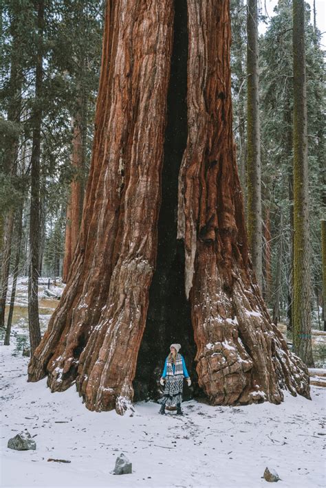 Everything You Need to Know Before Visiting Sequoia National Park in ...