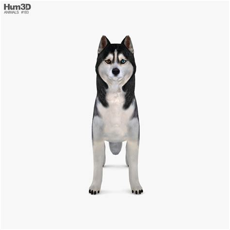 Siberian Husky Low Poly Rigged 3d Modell Tiere On Hum3d