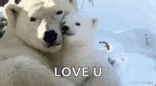 Polar Bear GIF - Polar Bear - Discover & Share GIFs