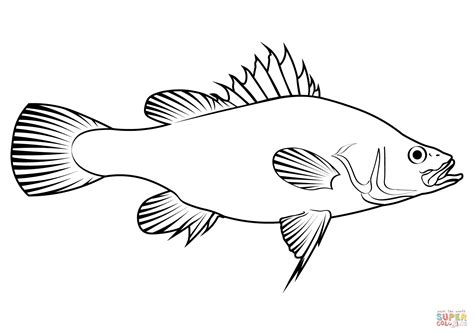 Golden Perch (Macquaria Ambigua) coloring page | Free Printable Coloring Pages