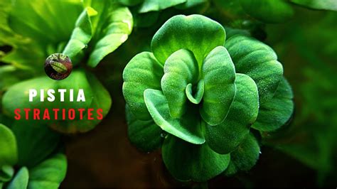 Pistia Stratiotes Youtube