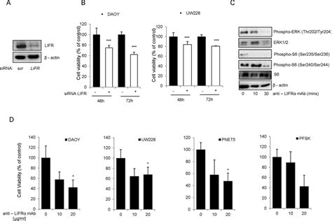 Effects of LIFRα down regulation on medulloblastoma cell proliferation