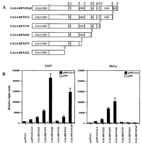 Localization Of The Activation And Inhibitory Domains Of Rfx1 A Download Scientific Diagram