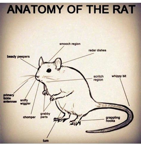 Rat anatomy | Smooching, Anatomy, Rats