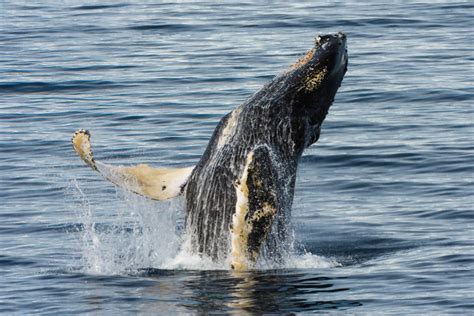 5 Types of Whales You Could See in Antarctica - Antarctica21