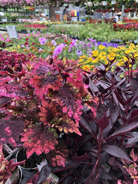 Heuchera grape timeless coral bell – Artofit