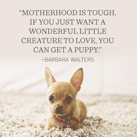 26 Chihuahua Quotes ideas in 2021 | chihuahua quotes, chihuahua, chihuahua love