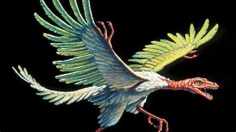 Makhluk Purba Misterius Archaeopteryx Burung Atau Dinosaurus Global