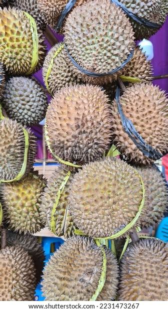 Durian Edible Fruit Several Tree Species Stock Photo 2231473267 ...