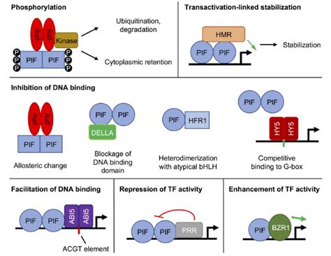 Review Mechanisms Regulating Pif Transcription Factor Activity At The