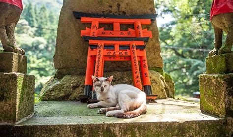 Japanese Cat Names - Stunning Names for Cats (200+ ideas!)