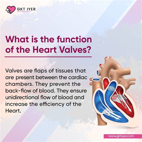 The function of the Heart Valves. : r/HeartDisease