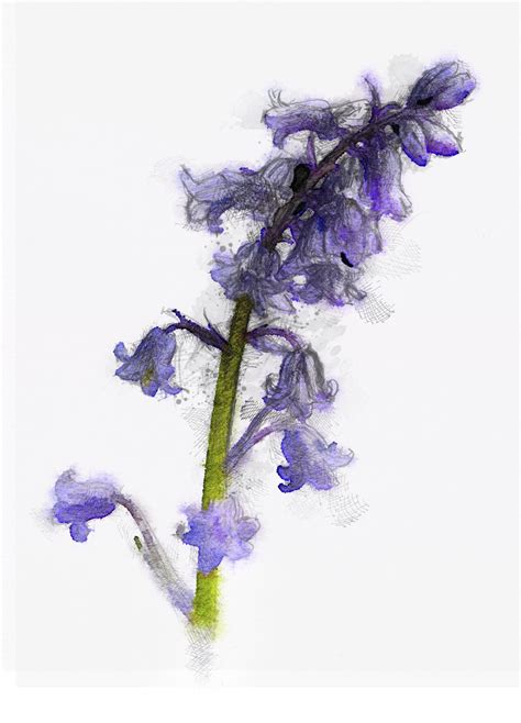 Bluebell Sketch At Paintingvalley Explore Collection Of Bluebell