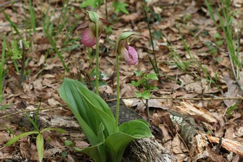 Maryland Biodiversity Project Record Id