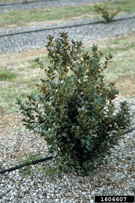 Chinese Holly Ilex Cornuta Lindl And Paxton