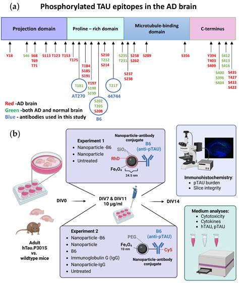 Cells Free Full Text Organotypic Hippocampal Slice Cultures From