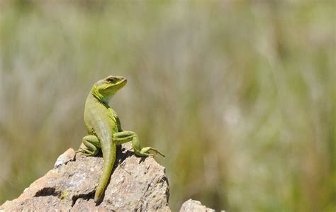 Lagarto De Cobre Pristidactylus Achalensis Ecoregistros