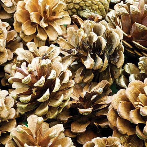 Natural Pine Cones Baker Ross