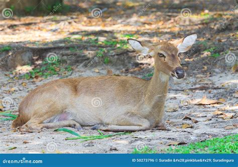 Eld S Deer Stock Photo Image Of Lawn Crouch Lying 50273796