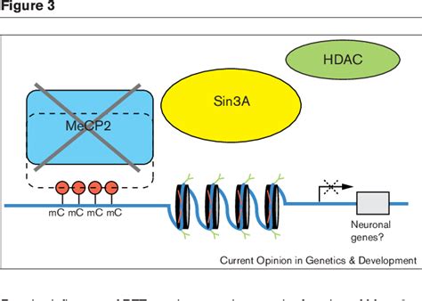 Figure 3 From Methyl Cpg Binding Protein 2 Mutations In Rett Syndrome