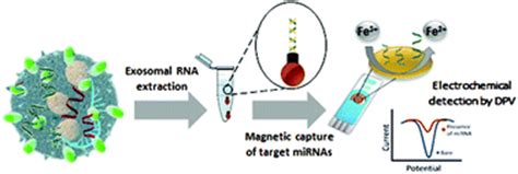 An Amplification Free Electrochemical Detection Of Exosomal Microrna In