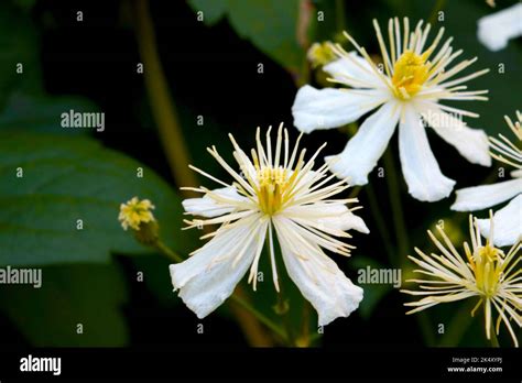 A Closeup Of Paul Farges Clematis Fargesioides Frowing In The Garden