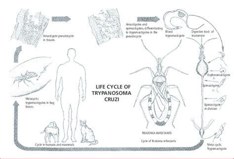 Life cycle of Trypanosoma cruzi. | Download Scientific Diagram