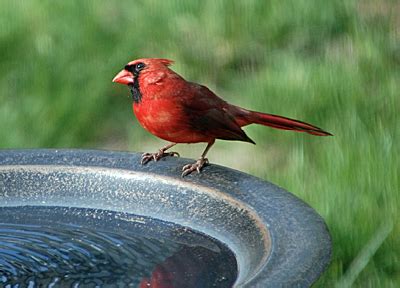 Backyard Bird Identification Guide and Checklist - Loudoun Wildlife ...