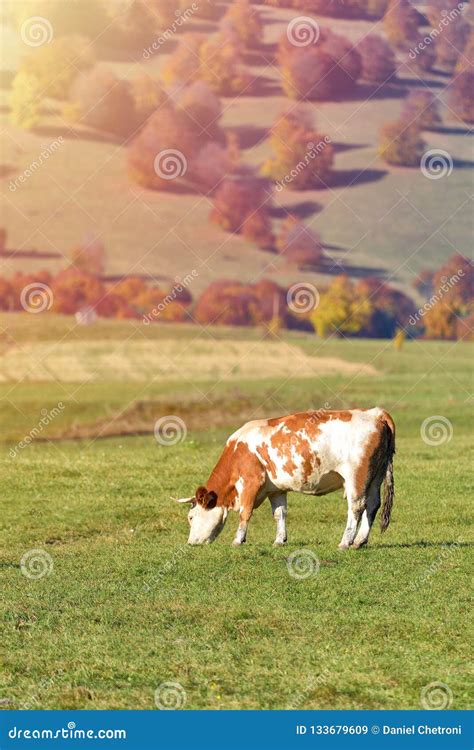 Cow Grazing In Field Sunset Light Stock Image Image Of Eating Land