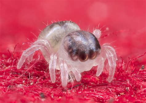 Adorable New Species Of Peacock Spider Discovered | IFLScience