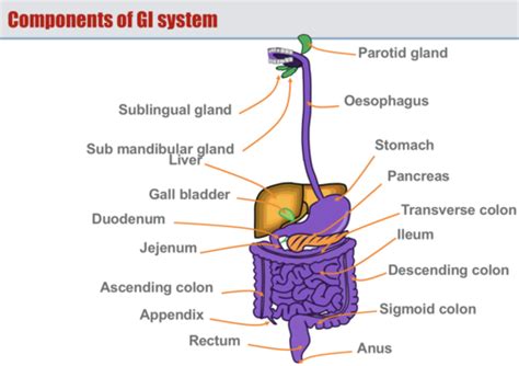 Alimentary Oesophagus And Stomach Flashcards Quizlet