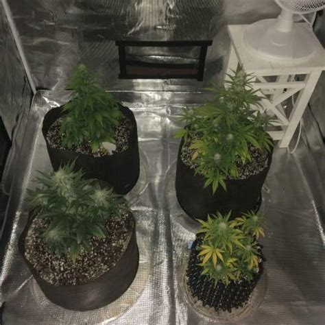 Mephisto Genetics Sour Stomper Grow Diary Journal Week6 By