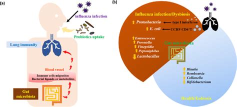 The Gut Lung Axis In The Pathogenesis Or Regulation Of Influenza Virus