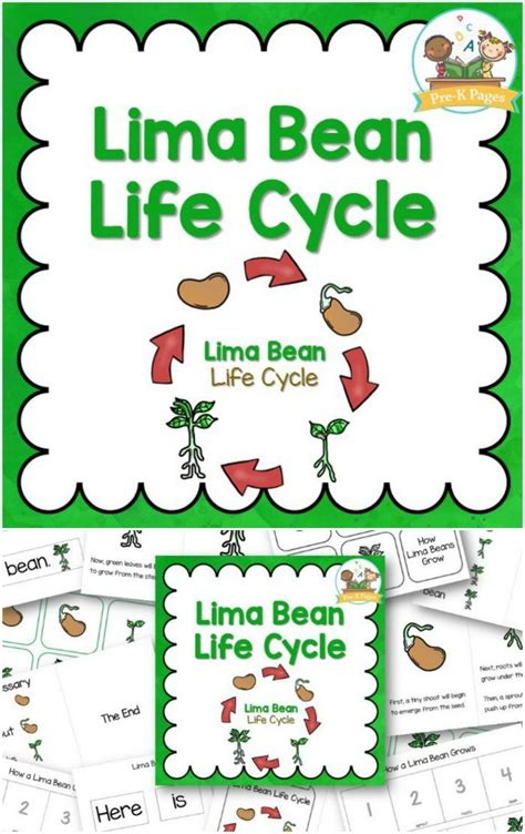 Lima Bean Life Cycle Preview Pre K Pages Life Cycles Life Cycles