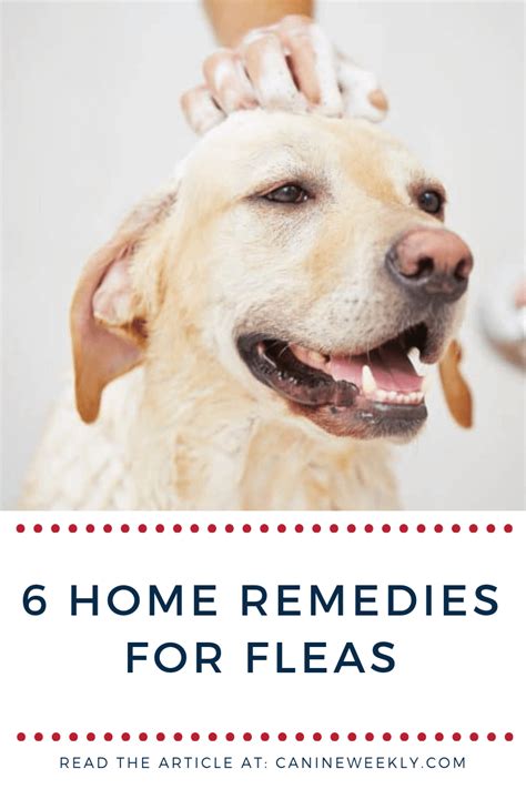 Learn Here The 6 Top Home Remedies For Fleas To Beat The Biters Home