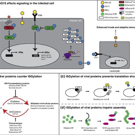 Pdf Isg15 Its Complicated