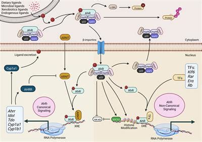 Frontiers Aryl Hydrocarbon Receptor The Master Regulator Of Immune