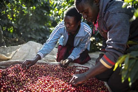 Tanazanias New Generation Of Coffee Growers Embrace Opportunities Crs