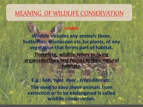 Wildlife conservation and its benefits