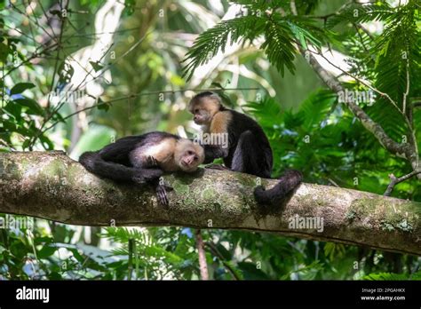 Tortuguero National Park Costa Rica Panamanian White Faced Capuchin