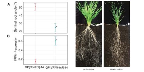 Vernalization1 Modulates Root System Architecture In Wheat And Barley