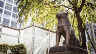 Hachiko Statue in Shibuya Tokyo