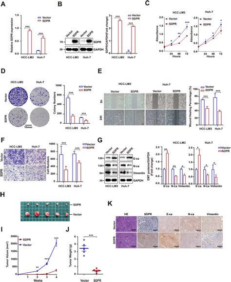 Sdpr Overexpression Inhibited Hcc Cells Proliferation Migration And